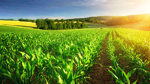 Landbouw en biogas